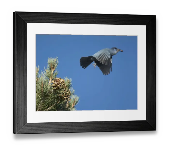 Framed Print : Pinyon Jay (Gymnorhinus cyanocephalus), gathering Pinyon Pine seeds in autumn. Mono Lake Basin Framed Print : Pinyon Jay (Gymnorhinus cyanocephalus), gathering Pinyon Pine seeds in autumn. Mono Lake Basin