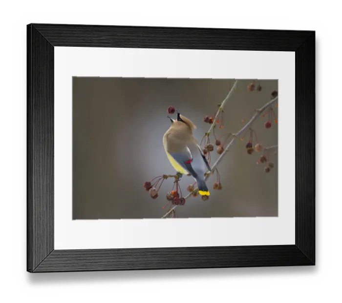Framed Print : Cedar waxwing (Bombycilla cedrorum) catching Crabapple (Malus sp) fruit in beak, New York Framed Print : Cedar waxwing (Bombycilla cedrorum) catching Crabapple (Malus sp) fruit in beak, New York