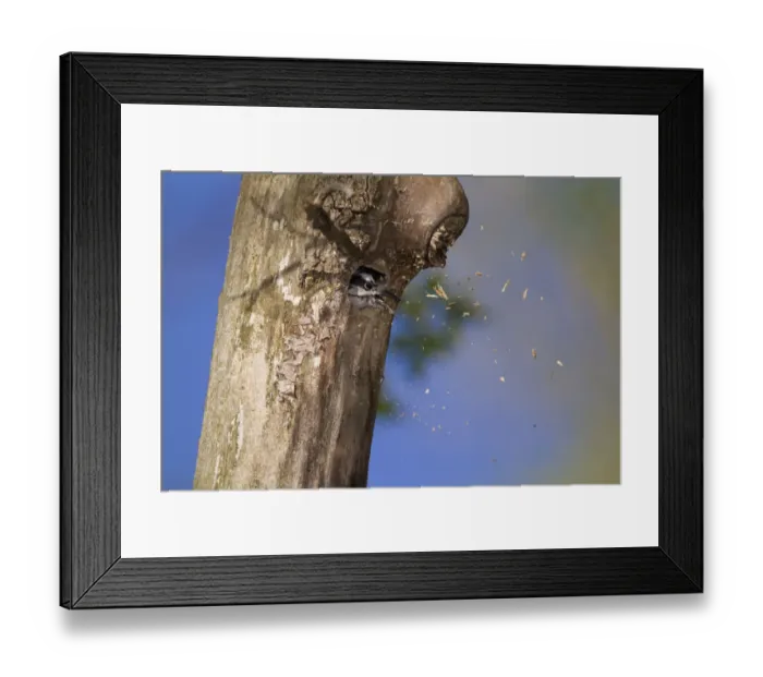 Framed Print : Male Downy woodpecker (Picoides pubescens) excavating nest cavity, tossing wood chips Framed Print : Male Downy woodpecker (Picoides pubescens) excavating nest cavity, tossing wood chips