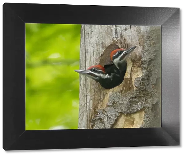 Two large Pileated woodpecker (Dryocopus pileatus) chicks near fledging age looking