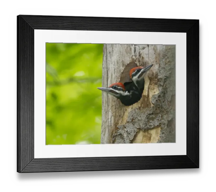 Framed Print : Two large Pileated woodpecker (Dryocopus pileatus) chicks near fledging age looking Framed Print : Two large Pileated woodpecker (Dryocopus pileatus) chicks near fledging age looking
