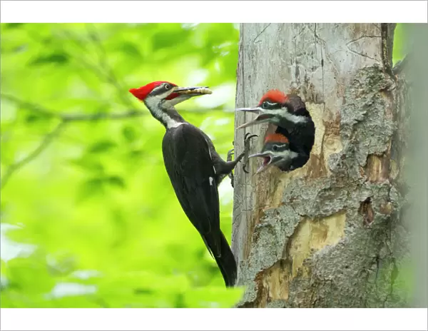 Male Pileated Woodpecker (Dryocopus pileatus) with beetle larva in beak about to feed two chicks