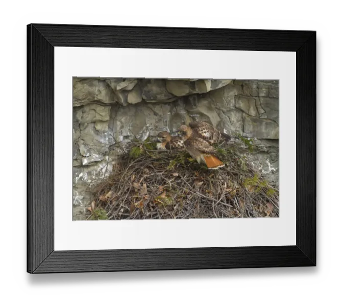 Framed Print : Red tailed hawk (Buteo jamaicensis) pair at nest on cliff, New York, USA, March Framed Print : Red tailed hawk (Buteo jamaicensis) pair at nest on cliff, New York, USA, March