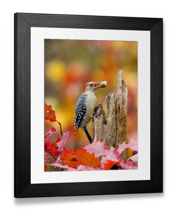 Framed Print : Female Red bellied woodpecker (Melanerpes carolinus) with acorn in beak, New York, USA, October Framed Print : Female Red bellied woodpecker (Melanerpes carolinus) with acorn in beak, New York, USA, October