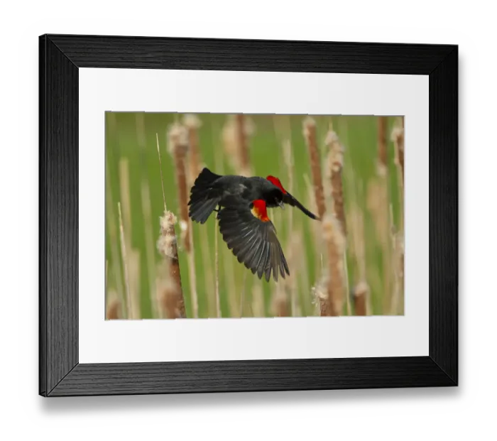 Framed Print : Male Red winged blackbird (Agelaius phoeniceus) taking off, New York, USA, May Framed Print : Male Red winged blackbird (Agelaius phoeniceus) taking off, New York, USA, May