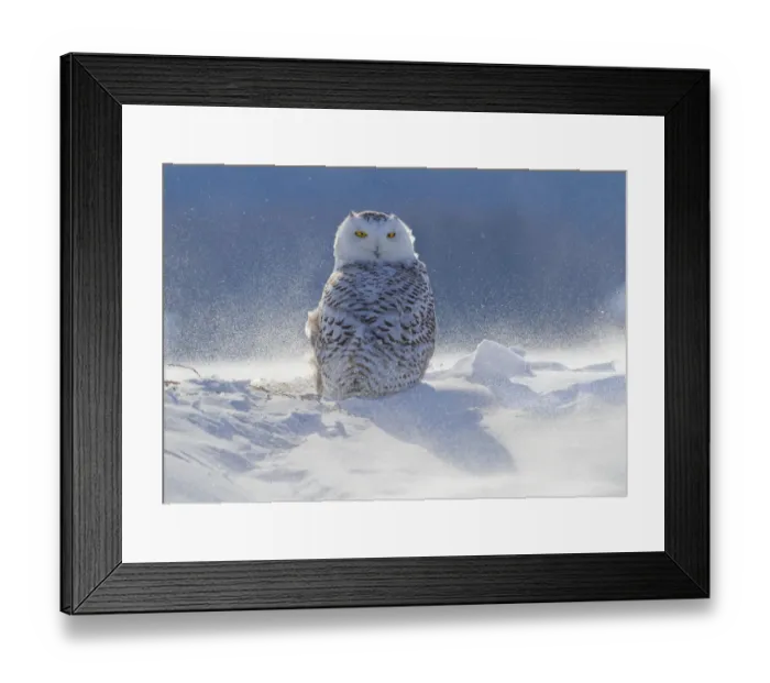 Framed Print : Female Snowy owl (Nyctea scandiaca) backlit surrounded by blowing snow, near Georgian Bay Framed Print : Female Snowy owl (Nyctea scandiaca) backlit surrounded by blowing snow, near Georgian Bay