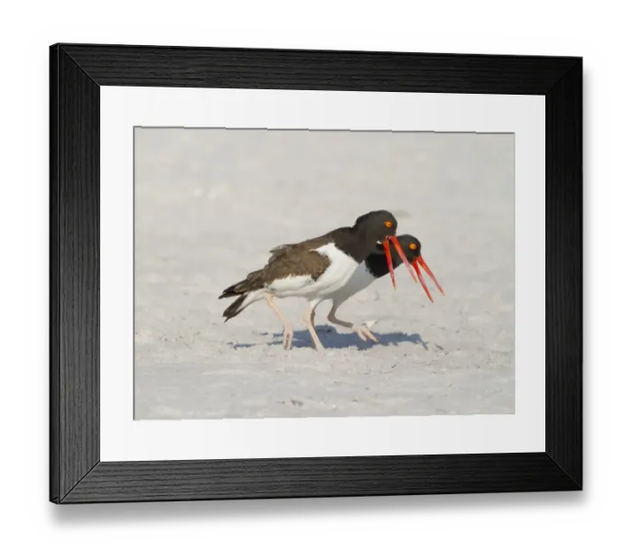 Framed Print : American oystercatchers (Haematopus palliatus) courting pair performing Piping Display Framed Print : American oystercatchers (Haematopus palliatus) courting pair performing Piping Display