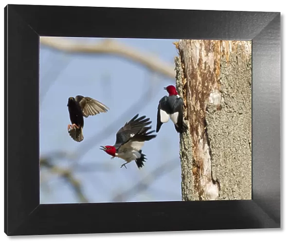 Red-headed woodpeckers (Melanerpes erythrocephalus), pair fighting with European Starling