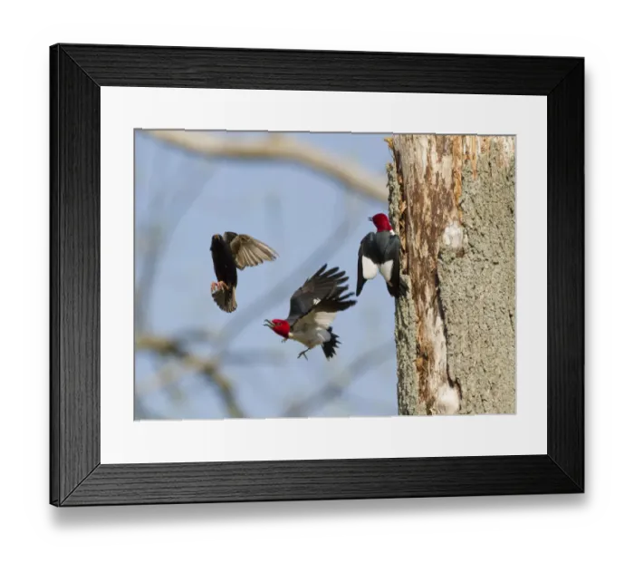 Framed Print : Red-headed woodpeckers (Melanerpes erythrocephalus), pair fighting with European Starling Framed Print : Red-headed woodpeckers (Melanerpes erythrocephalus), pair fighting with European Starling