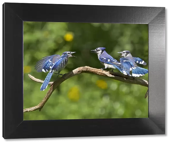 Blue jays (Cyanocitta cristata) two fledglings beg by fluttering wings at adult (center bird)