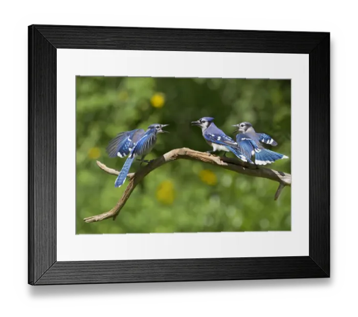 Framed Print : Blue jays (Cyanocitta cristata) two fledglings beg by fluttering wings at adult (center bird) Framed Print : Blue jays (Cyanocitta cristata) two fledglings beg by fluttering wings at adult (center bird)