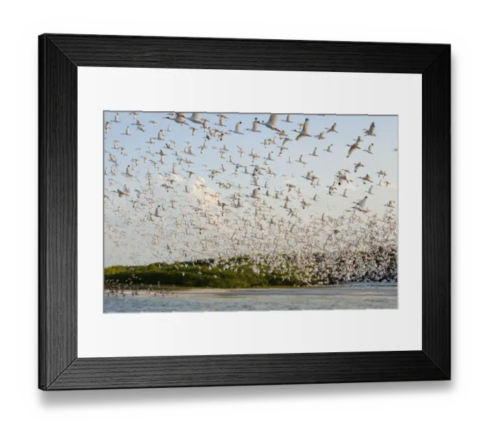 Framed Print : Huge flock of White ibis (Eudocimus albus) in breeding plumage, flying to their mangrove-covered Framed Print : Huge flock of White ibis (Eudocimus albus) in breeding plumage, flying to their mangrove-covered