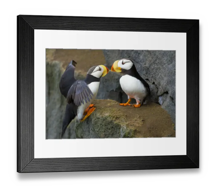 Framed Print : Horned puffins (Fratercula corniculata), one landing with outspread wings, to join Framed Print : Horned puffins (Fratercula corniculata), one landing with outspread wings, to join