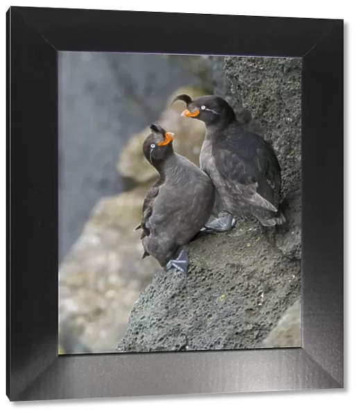 Crested auklets (Aethia cristatella) pair interacting while perched on rock, St Paul Island