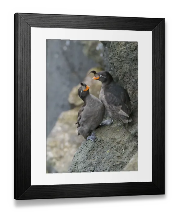 Framed Print : Crested auklets (Aethia cristatella) pair interacting while perched on rock, St Paul Island Framed Print : Crested auklets (Aethia cristatella) pair interacting while perched on rock, St Paul Island
