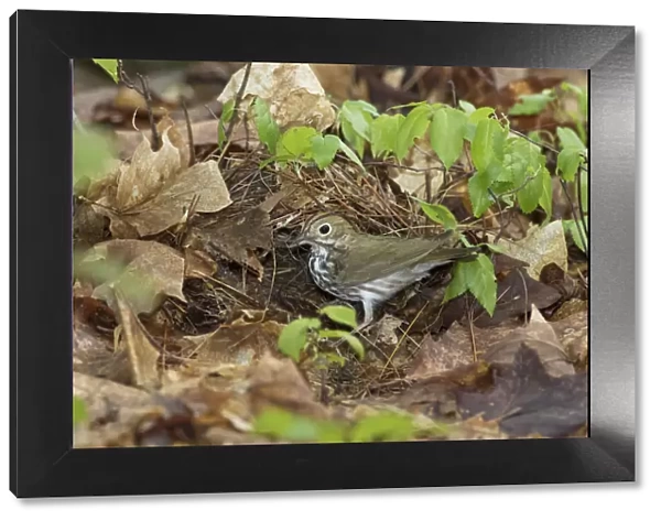 Ovenbird (Seiurus aurocapillus) bringing nest material to its nest on the forest floor