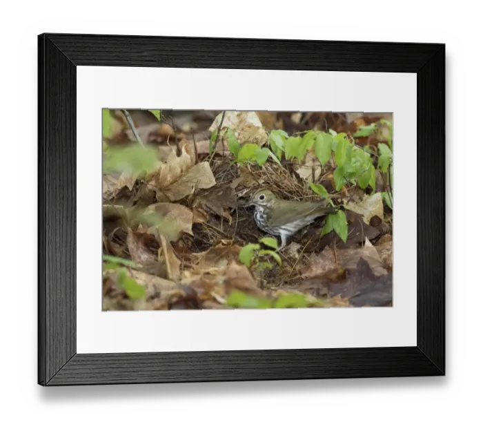 Framed Print : Ovenbird (Seiurus aurocapillus) bringing nest material to its nest on the forest floor Framed Print : Ovenbird (Seiurus aurocapillus) bringing nest material to its nest on the forest floor