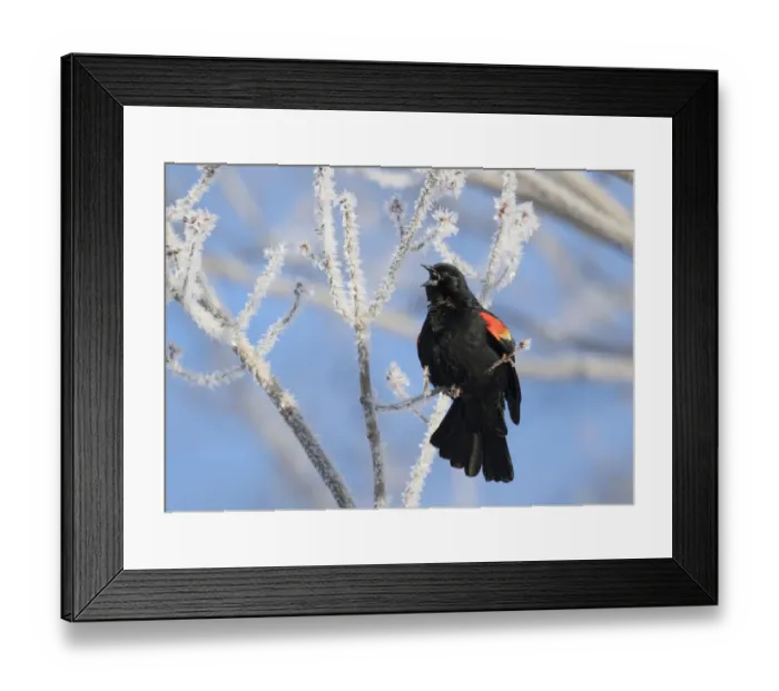 Framed Print : Red-winged Blackbird (Agelaius phoeniceus) male singing from ice-covered branch in early spring Framed Print : Red-winged Blackbird (Agelaius phoeniceus) male singing from ice-covered branch in early spring