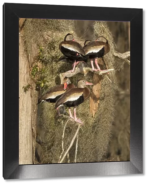 Black-bellied whistling-ducks (Dendrocygna autumnalis), group perched amid Spanish