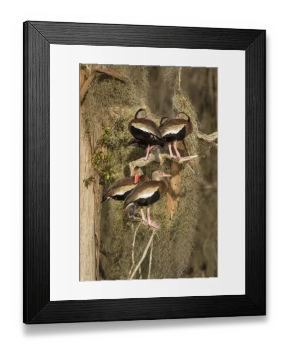 Framed Print : Black-bellied whistling-ducks (Dendrocygna autumnalis), group perched amid Spanish Framed Print : Black-bellied whistling-ducks (Dendrocygna autumnalis), group perched amid Spanish