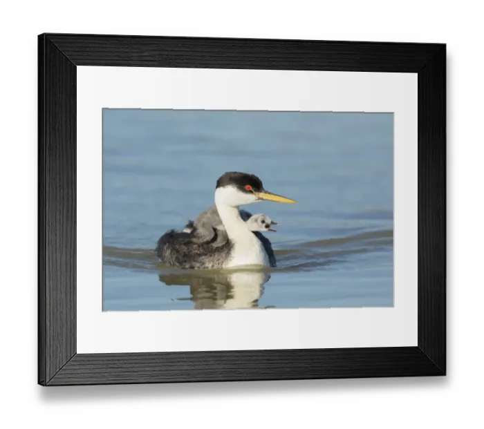 Framed Print : Western grebe (Aechmophorus occidentalis) adult with begging chick riding on its back Framed Print : Western grebe (Aechmophorus occidentalis) adult with begging chick riding on its back