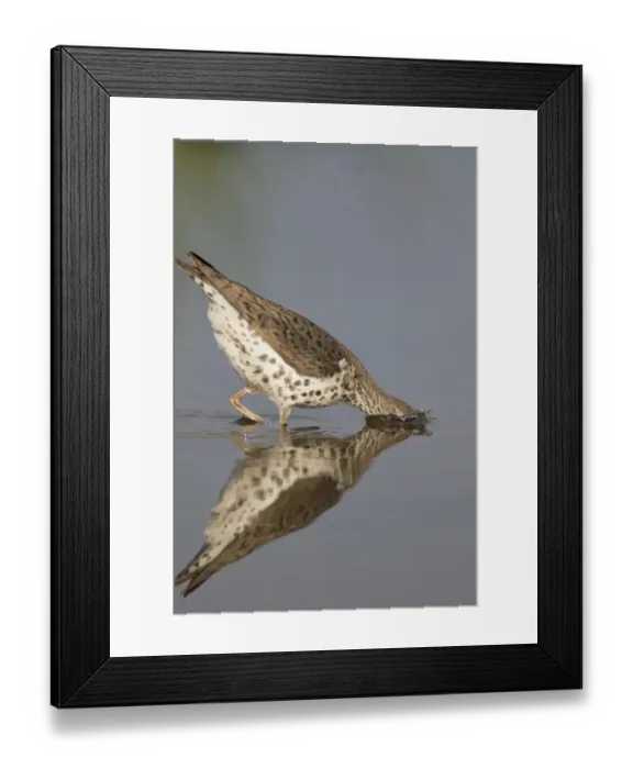Framed Print : Spotted sandpiper (Actitis macularius), with head submerged as it jabs at underwater prey Framed Print : Spotted sandpiper (Actitis macularius), with head submerged as it jabs at underwater prey