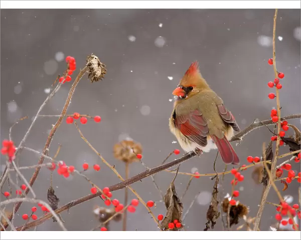 Northern Cardinal (Cardinalis cardinalis) female perched amid berries and seedheads
