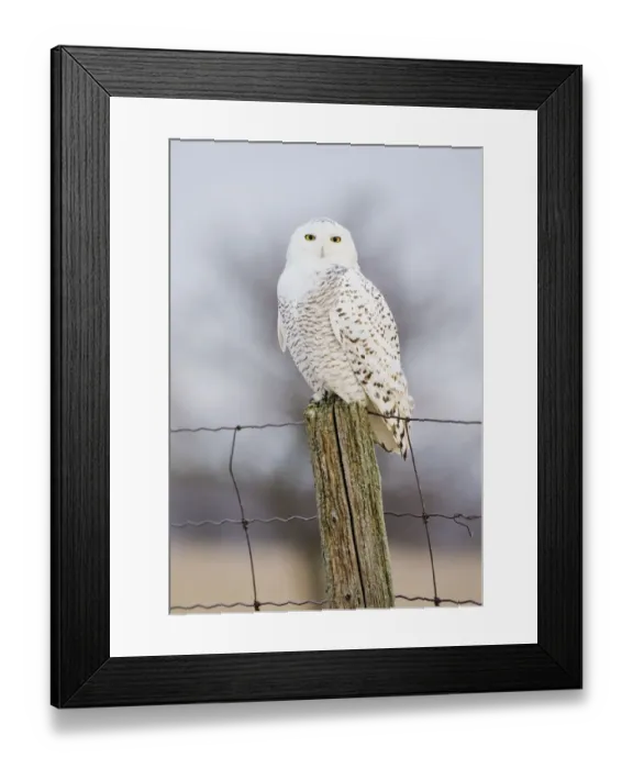 Framed Print : Snowy Owl (Nyctea scandiaca) female perched, Amherst Island, Ontario, Canada, January Framed Print : Snowy Owl (Nyctea scandiaca) female perched, Amherst Island, Ontario, Canada, January
