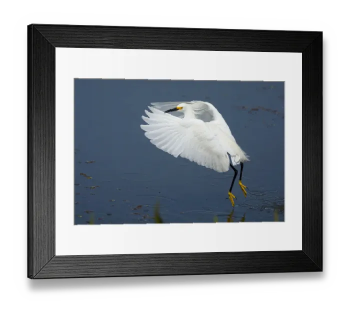 Framed Print : Snowy Egret (Egretta thula) adult in breeding plumage taking flight, Viera Wetlands Framed Print : Snowy Egret (Egretta thula) adult in breeding plumage taking flight, Viera Wetlands
