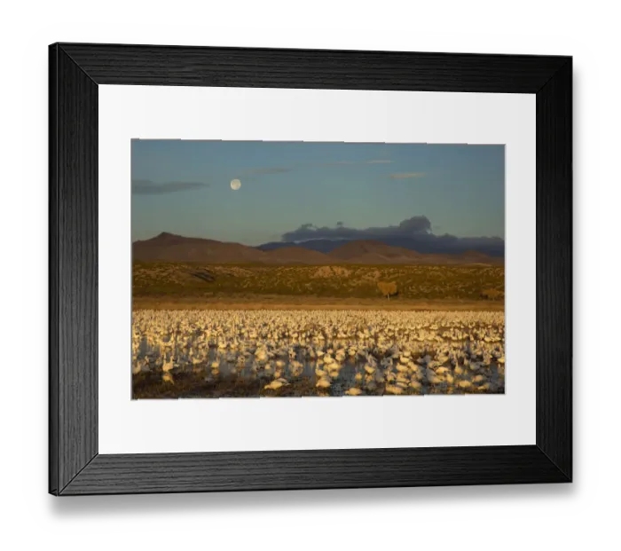 Framed Print : Snow Geese (Chen caerulescens) large flock in pool at Bosque Del Apache National Wildlife Framed Print : Snow Geese (Chen caerulescens) large flock in pool at Bosque Del Apache National Wildlife