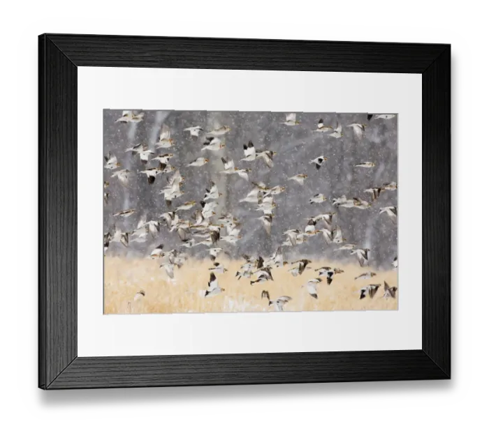 Framed Print : Snow buntings (Plectrophenax nivalis) flock in flight during a snowstorm, New York, USA, January Framed Print : Snow buntings (Plectrophenax nivalis) flock in flight during a snowstorm, New York, USA, January