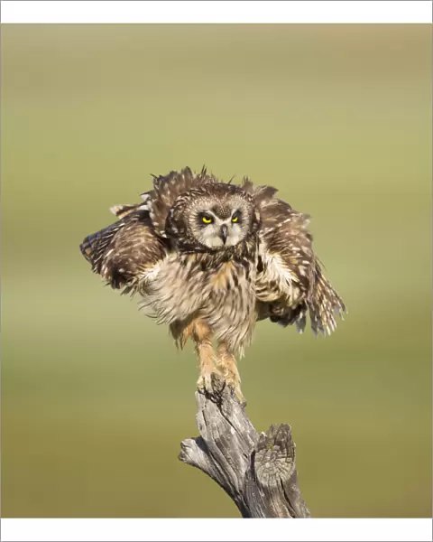 Short-eared Owl (Asio flammeus) shaking after preening while perched on fencepost
