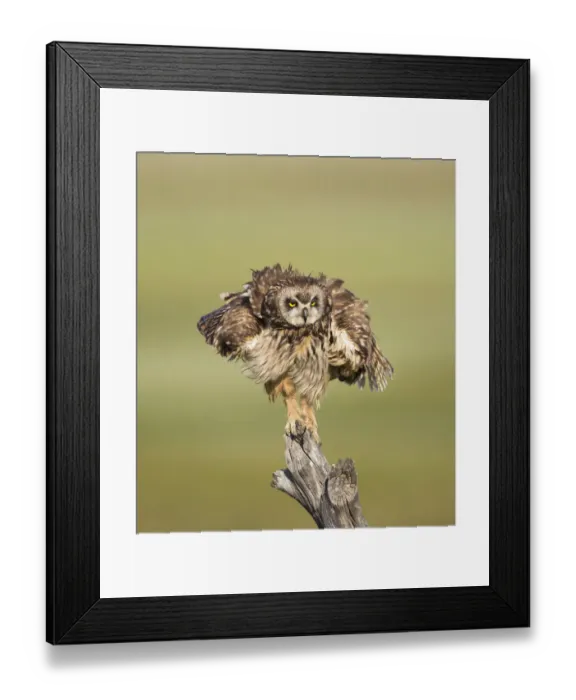 Framed Print : Short-eared Owl (Asio flammeus) shaking after preening while perched on fencepost Framed Print : Short-eared Owl (Asio flammeus) shaking after preening while perched on fencepost