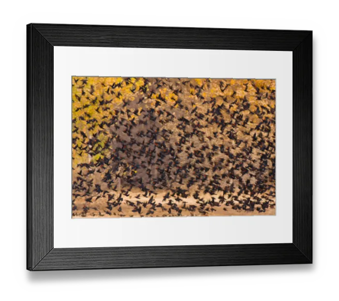 Framed Print : Mixed Blackbird flock, mostly Red-winged Blackbirds (Agelaius phoeniceus), in flight Framed Print : Mixed Blackbird flock, mostly Red-winged Blackbirds (Agelaius phoeniceus), in flight