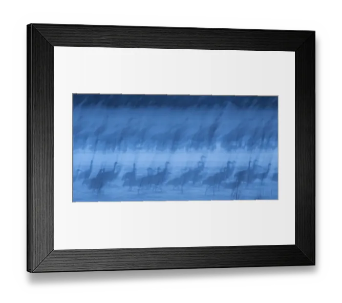 Framed Print : Abstract interpretation of Sandhill Cranes (Grus canadensis) at roost during spring Framed Print : Abstract interpretation of Sandhill Cranes (Grus canadensis) at roost during spring