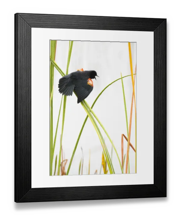 Framed Print : Red-winged Blackbird (Agelaius phoeniceus) male displaying in cattail marsh, Viera Wetlands Framed Print : Red-winged Blackbird (Agelaius phoeniceus) male displaying in cattail marsh, Viera Wetlands