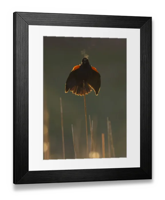 Framed Print : Red-winged blackbird (Agelaius phoeniceus) male calling and displaying, backlit, showing Framed Print : Red-winged blackbird (Agelaius phoeniceus) male calling and displaying, backlit, showing