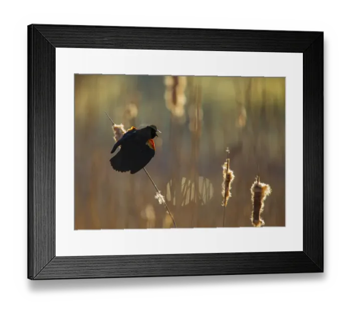 Framed Print : Red-winged Blackbird (Agelaius phoeniceus) male displaying in cattail marsh, backlighting Framed Print : Red-winged Blackbird (Agelaius phoeniceus) male displaying in cattail marsh, backlighting