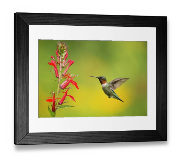 Framed Print : Ruby-throated Hummingbird (Archilocus colubris), male flying in to feed from cardinal flowers (Lobelia cardinalis) New York, USA. August Framed Print : Ruby-throated Hummingbird (Archilocus colubris), male flying in to feed from cardinal flowers (Lobelia cardinalis) New York, USA. August