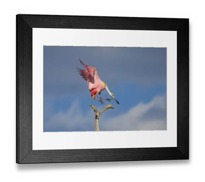Framed Print : Roseate spoonbill (Ajaia ajaja), adult in breeding plumage flying in to land on a perch Framed Print : Roseate spoonbill (Ajaia ajaja), adult in breeding plumage flying in to land on a perch
