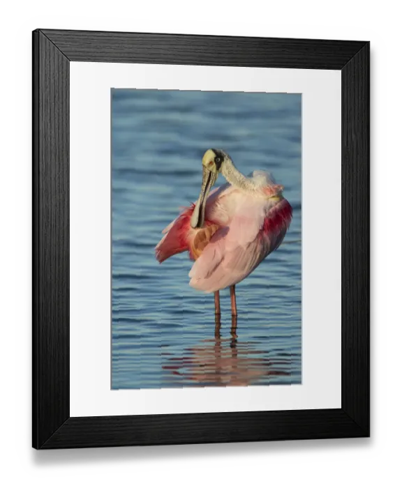 Framed Print : Roseate spoonbill (Ajaia ajaja) adult in breeding plumage preening tail feathers Framed Print : Roseate spoonbill (Ajaia ajaja) adult in breeding plumage preening tail feathers