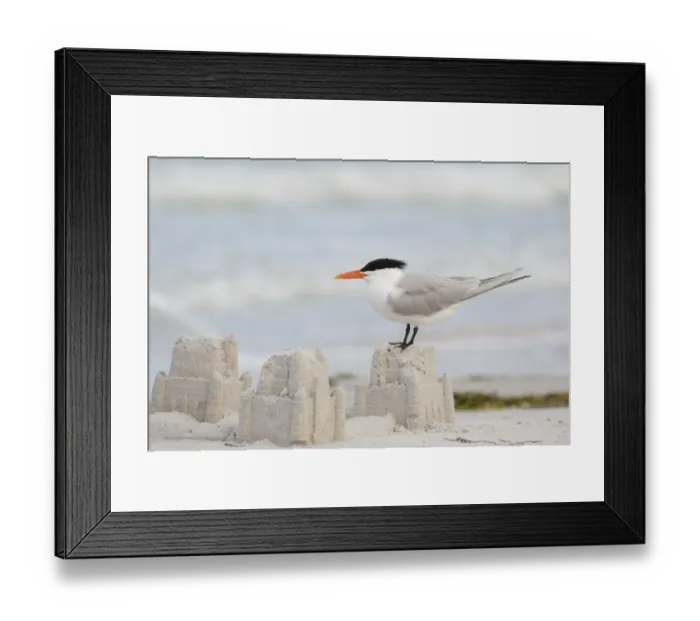 Framed Print : Royal tern (Sterna maxima) perching on a sand castle on a beach, Fort De Soto Park, St Framed Print : Royal tern (Sterna maxima) perching on a sand castle on a beach, Fort De Soto Park, St