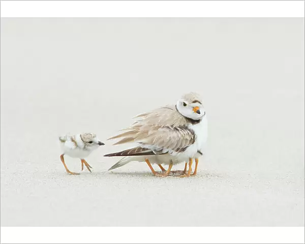 Piping Plover (Charadrius melodus) brooding three chicks with a fourth approaching, northern Massachusetts, USA.June. Endangered species