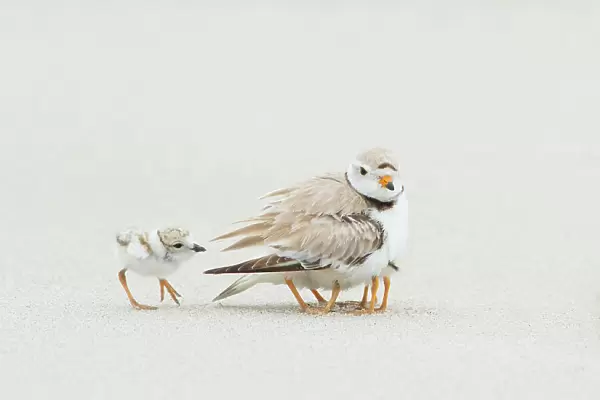 Piping Plover (Charadrius melodus) brooding three chicks with a fourth approaching, northern Massachusetts, USA.June. Endangered species
