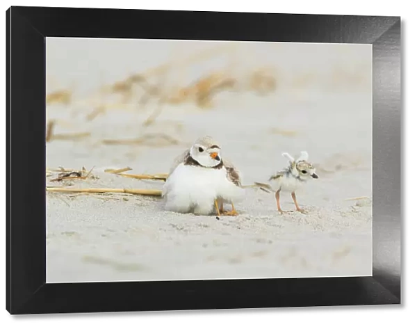 Piping Plover (Charadrius melodus) adult brooding chicks, one chick stretching its