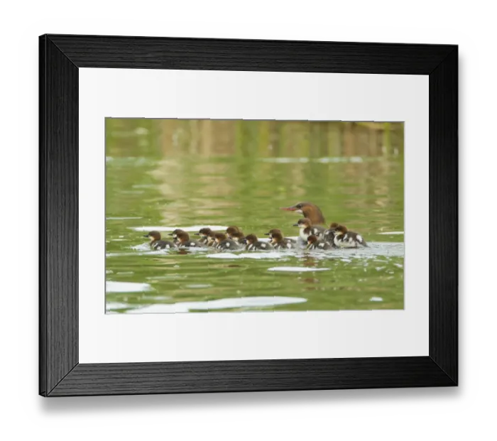 Framed Print : Common mergansers (Mergus merganser) family, female swimming with seventeen ducklings Framed Print : Common mergansers (Mergus merganser) family, female swimming with seventeen ducklings