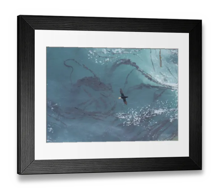Framed Print : Horned Puffin (Fratercula corniculata) flying over a pattern of kelp and sea foam Framed Print : Horned Puffin (Fratercula corniculata) flying over a pattern of kelp and sea foam