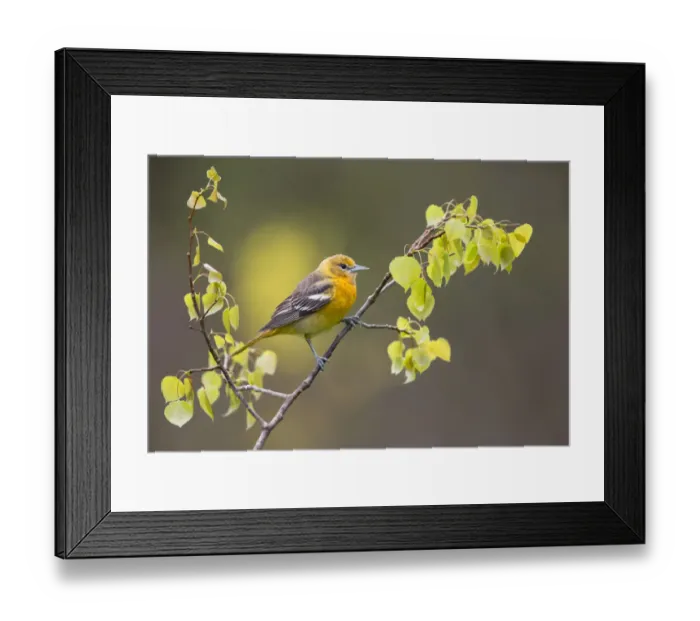 Framed Print : Baltimore oriole (Icterus galbula) first year female perched with newly-emerged leaves in spring Framed Print : Baltimore oriole (Icterus galbula) first year female perched with newly-emerged leaves in spring