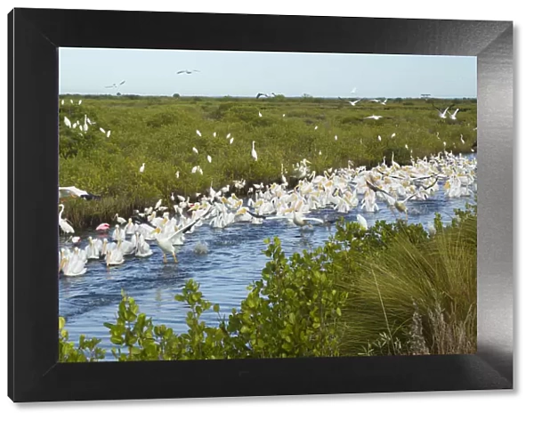 Avian feeding frenzy with a flock of White Pelicans (Pelecanus erythrorhynchos) swimming