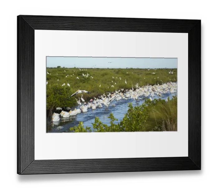 Framed Print : Avian feeding frenzy with a flock of White Pelicans (Pelecanus erythrorhynchos) swimming Framed Print : Avian feeding frenzy with a flock of White Pelicans (Pelecanus erythrorhynchos) swimming